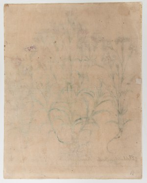 Basilius Besler (Norimberga 1561 - Norimberga 1629), Amerius pleno rubro flore
