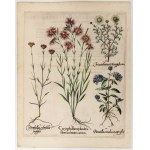 Basilius Besler (Norimberga 1561 - Norimberga 1629), Caryophyllus sylvestris flore laciniato carneo