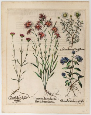 Basilius Besler (Norimberga 1561 - Norimberga 1629), Caryophyllus sylvestris flore laciniato carneo