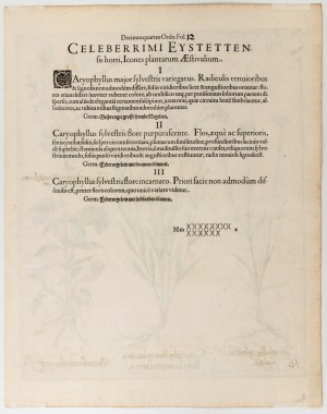 Basilius Besler (Norimberga 1561 - Norimberga 1629), Caryophyllus sylvestris flore laciniato carneo