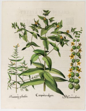 Basilius Besler (Norimberga 1561 - Norimberga 1629), Cataputia vulgaris