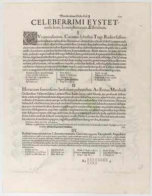 Basilius Besler (Norimberga 1561 - Norimberga 1629), Cataputia vulgaris