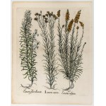 Basilius Besler (Norimberga 1561 - Norimberga 1629), Linaria aurea