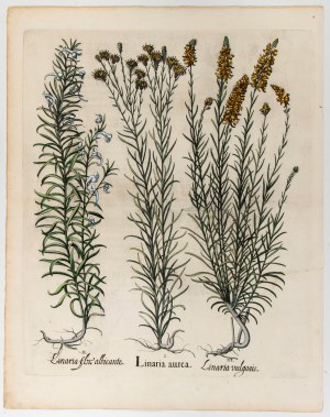Basilius Besler (Norimberga 1561 - Norimberga 1629), Linaria aurea