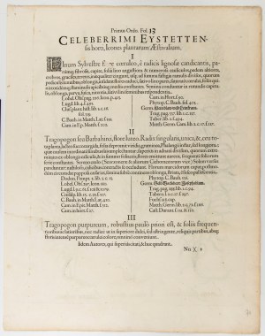 Basilius Besler (Norimberga 1561 - Norimberga 1629), Linaria aurea