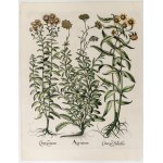 Basilius Besler (Norimberga 1561 - Norimberga 1629), Ageratum