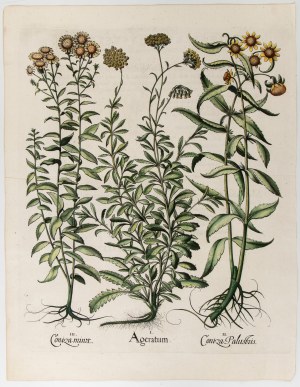 Basilius Besler (Norimberga 1561 - Norimberga 1629), Ageratum