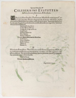 Basilius Besler (Norimberga 1561 - Norimberga 1629), Ageratum