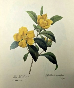The most beautiful flowers and fruits -144 color engravings - Pierre Joseph Redouté -1981