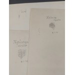 Królewna Śnieżka - zestaw 3 projektów ilustracji -z 1943 r. - akwarela