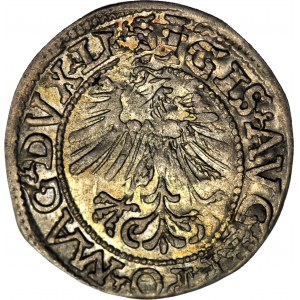 RR-, Zygmunt II August, Półgrosz 1562, Wilno, rzadka odmiana z ogonem do góry