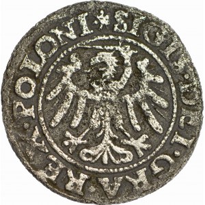 R-. Sigismund I the Old, Shellac 1546 Gdansk, GEDANENS