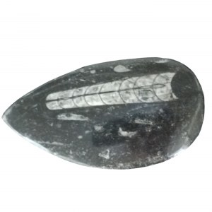 Skamielina orthoceras / łodzikowiec