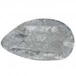 Skamielina orthoceras / łodzikowiec