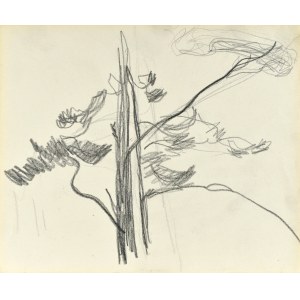 Stanislaw KAMOCKI (1875-1944), Esquisse d'un arbre, été 1903