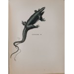 Potocki Józef hr. - Notatki myśliwskie z Dalekiego Wschodu, T.II Cejlon, 1896 [il. P. Stachiewicz]