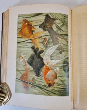 HAACKE Wilhelm - Происхождение животного мира / The origin of the animal world. Vyd. 1903, rusky [bohatě ilustrováno].