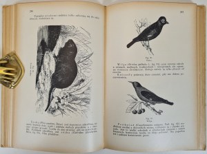 JANKOWSKI Edmund - SAD AND OGRÓD OWOCOWY Wyd. 1928 Illustrations