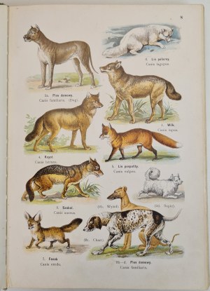 LAMPERT Kurt - ATLAS OF THE ANIMAL STATE Compiled by. B.Dyakowski COLOR TABLES