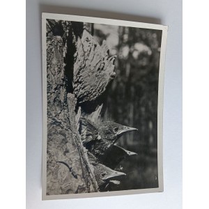 POHLEDNICE PRL PTÁCI ŠPAČEK OBECNÝ, MLÁĎATA V DUTINĚ 1939