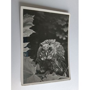 POHLEDNICE PRL SOVA OREL 1939