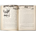 Szklarski A., TOMEK NA TROPACH YETI [wyd.2] [il. Józef Marek] [très bon état].