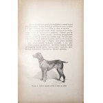 Niedbal L., HODOWLA, WYCHOWANIE ET TRESURA WYŻŁA DOWODNEGO, 1927