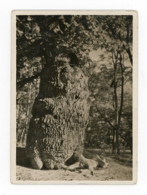 Rogalin near Poznań - old oak tree. Atlas Publishing House (782)