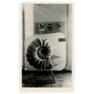 Warsaw - Museum of the Earth, ammonite (957)