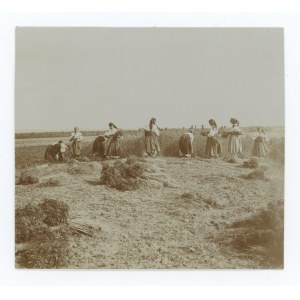 Pokuttya, Borderlands. Photo - Gathering hemp in Pokuttya (1706).