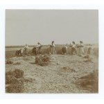 Pokuttya, Borderlands. Photo - Gathering hemp in Pokuttya (1706).