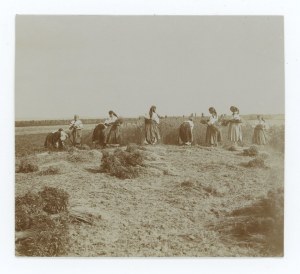 Pokuttya, Borderlands. Photo - Gathering hemp in Pokuttya (1706).