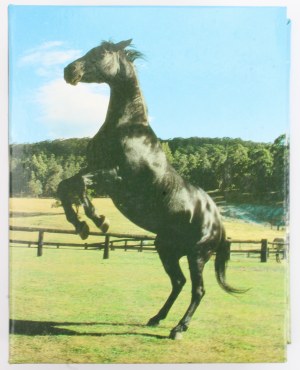 Horses - Set of postcards 42 pcs. (2154)