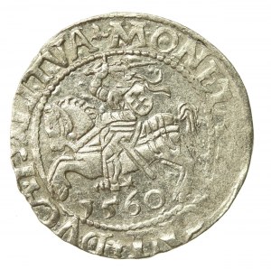 Sigismund II Augustus, Half-penny 1560, Vilnius.L/LITVA (561)