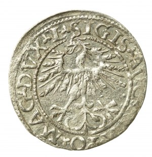 Sigismund II Augustus, Half-grosz 1562, Vilnius - 17 Pogon, L/LITV (566)