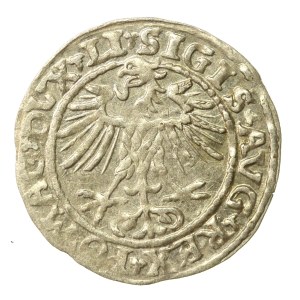 Zygmunt II August, Półgrosz 1552, Wilno, LI/LITVA (571)