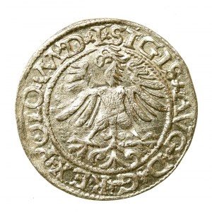 Sigismund II Augustus, Half-penny 1565, Vilnius - L/LITV (579)