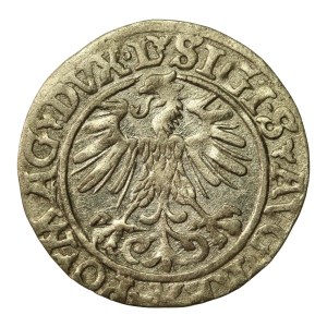 Zygmunt II August, Półgrosz 1560, Wilno.L/LITV (715)