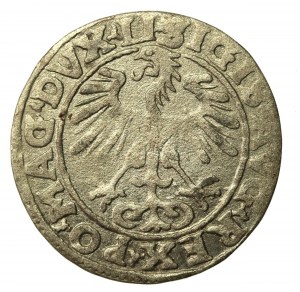 Sigismund II Augustus, Half-penny 1555 Vilnius, LI/LITVA (719)