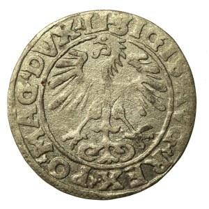 Zygmunt II August, Półgrosz 1555 Wilno, LI/LITVA (719)