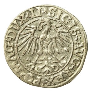 Zygmunt II August, Półgrosz 1548, Wilno - LI/LITVA (721)