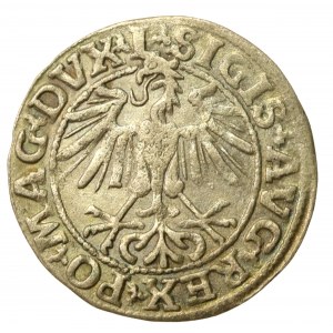 Sigismund II Augustus, Half-penny 1550, Vilnius - L/LITVA. Rare (722)