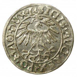 Zygmunt II August, Półgrosz 1556 Wilno, L/LITVA (504)