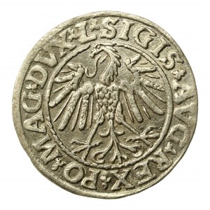 Zygmunt II August, Półgrosz 1547, Wilno - L/LITVA (505)