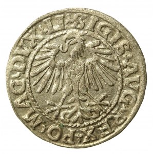 Zygmunt II August, Półgrosz 1548, Wilno - L/LITVA. Arabska cyfra 1 (506)