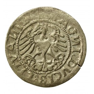 Zygmunt I Stary, Półgrosz 1519, Wilno. Rewers 5 kropek (508)
