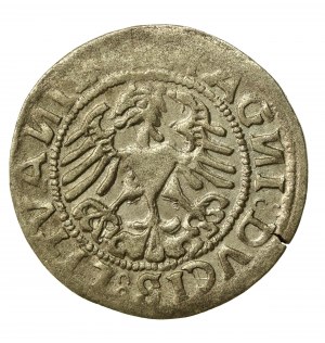 Sigismund I the Old, Half-penny 1519, Vilnius. Reverse 5 dots (508)