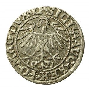 Zygmunt II August, Półgrosz 1551, Wilno - LI/LITVA (509)