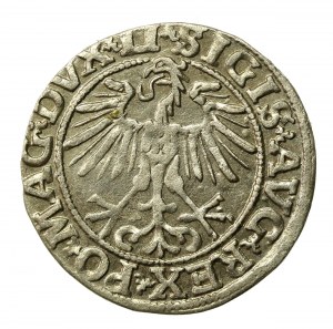 Sigismund II Augustus, Half-penny 1551, Vilnius - LI/LITVA (509)