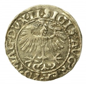 Zygmunt II August, Półgrosz 1557, Wilno. LI/LITVA (510)